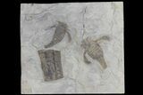 Two Eurypterus (Sea Scorpion) Fossils - New York #179503-1